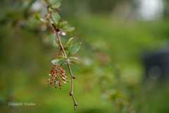 Berberis chitria